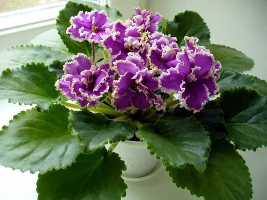 Эсмеральда5